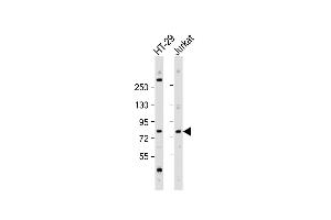 All lanes : Anti-ACSS1 Antibody (N-Term) at 1:2000 dilution Lane 1: HT-29 whole cell lysate Lane 2: Jurkat whole cell lysate Lysates/proteins at 20 μg per lane. (ACSS1 antibody  (AA 94-125))