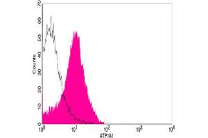 Flow cytometric analysis of HEK293 cells using ATP1A1 Antibody, pAb, Rabbit (ABIN398982, shaded histogram) or with an isotype control antibody (ABIN398653, open histogram), followed by R-PE conjugated anti-rabbit IgG. (ATP1A1 antibody  (AA 800-850))