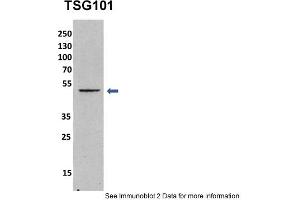 Sample Type: mouse fibroblast lusate (10ug)Primary Dilution: 1:1000 (1% BSA)Secondary Dilution: 1:2000 (5% milk)Image Submitted By: Anonymous researcher . (TSG101 antibody  (Middle Region))