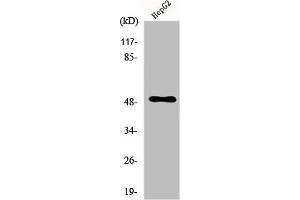 Western Blot analysis of HepG2 cells using PAH Polyclonal Antibody (Phenylalanine Hydroxylase antibody  (C-Term))