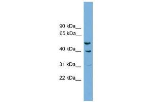 A2BP1 antibody used at 0. (A2BP1 antibody  (N-Term))