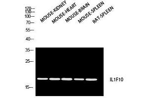 Western Blot (WB) analysis of Mouse Kidney Mouse Heart Mouse Brain Mouse Spleen Rat SPLEEN using IL1F10 antibody. (IL1F10 antibody)