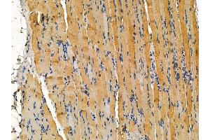 ABIN7095294 and ABIN7099351 at 1/100 staining rat muscle tissue by IHC-P.