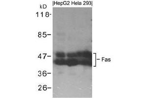 Western blot analysis of extracts from HepG2, Hela and 293 cells using Fas. (FAS antibody  (AA 323-327))