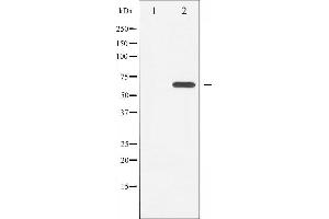 Western blot analysis of LKB1 expression in Serum treated HeLa whole cell lysates,The lane on the left is treated with the antigen-specific peptide. (LKB1 antibody  (Internal Region))