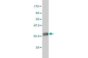 Western Blot detection against Immunogen (35. (CDK1 antibody  (AA 211-297))