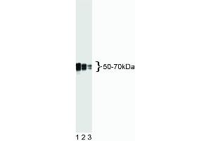 Western blot analysis of Tau. (tau antibody)