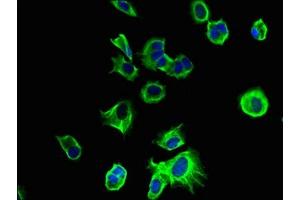Immunofluorescence (IF) image for anti-Transmembrane Protein 186 (TMEM186) (AA 124-213) antibody (ABIN7173115)