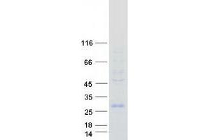 Validation with Western Blot (HESX Homeobox 1 Protein (HESX1) (Myc-DYKDDDDK Tag))