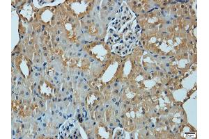 Immunohistochemistry of paraffin-embedded mouse kidney using MMP1 antibody (ABIN5970536) at dilution of 1/200 (40x lens). (MMP1 antibody)