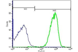 Mouse hepatocytes probed with Rabbit Anti-GGT1 Polyclonal Antibody, FITC Conjugated(ABIN898712) at 1:100 (green) for 40 minutes compared to control cells (blue) (GGT1 antibody  (AA 351-460) (FITC))