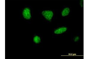Immunofluorescence of purified MaxPab antibody to MCRS1 on HeLa cell. (MCRS1 antibody  (AA 1-462))
