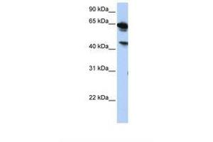 BAT5 antibody  (AA 252-301)