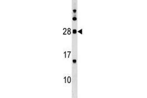 MOG antibody western blot analysis in K562 lysate. (MOG antibody  (AA 82-109))