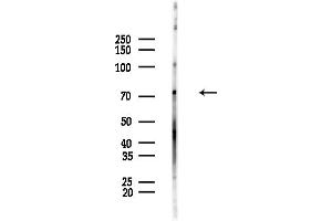 anti-RAP1 GTPase Activating Protein (RAP1GAP) (Internal Region) antibody