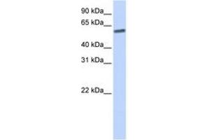Image no. 1 for anti-SUMO/sentrin Specific Peptidase 3 (SENP3) (AA 36-85) antibody (ABIN6743826) (SENP3 antibody  (AA 36-85))