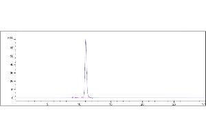 The purity of Anti-NT5E / CD73 Reference Antibody (uliledlimab) is 98. (Recombinant CD73 (Uliledlimab Biosimilar) antibody)