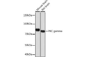 Western blot analysis of extracts of various cell lines, using PKC gamma Rabbit mAb (ABIN7269637) at 1:1000 dilution. (PKC gamma antibody)