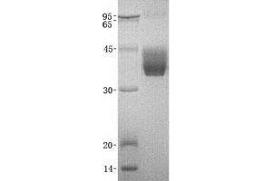 Validation with Western Blot (Kallikrein 1 Protein (KLK1))