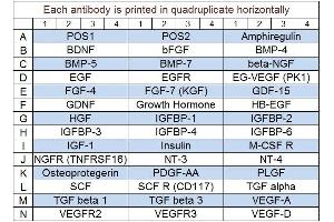 Image no. 1 for Human Growth Factor Array Q1 (ABIN625732)