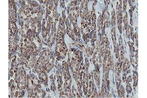 MRPS27 antibody  (AA 151-414)