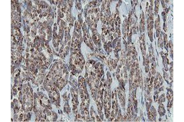 MRPS27 antibody  (AA 151-414)