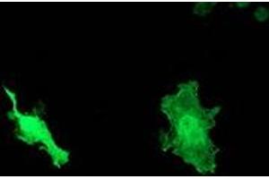 Anti-DNAJB1 mouse monoclonal antibody (ABIN2454059) immunofluorescent staining of COS7 cells transiently transfected by pCMV6-ENTRY DNAJB1 (RC201762). (DNAJB1 antibody)