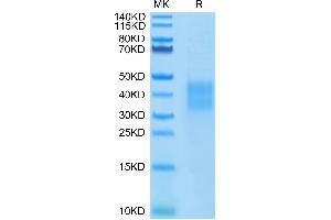 SDS-PAGE (SDS) image for Tumor Necrosis Factor Receptor Superfamily, Member 14 (TNFRSF14) (AA 39-202) protein (His tag) (ABIN7274831)