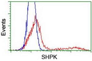HEK293T cells transfected with either RC204421 overexpress plasmid (Red) or empty vector control plasmid (Blue) were immunostained by anti-SHPK antibody (ABIN2454757), and then analyzed by flow cytometry. (SHPK antibody)