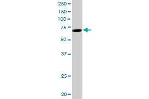 LMLN MaxPab polyclonal antibody. (Leishmanolysin-Like (Metallopeptidase M8 Family) (LMLN) (AA 1-655) antibody)