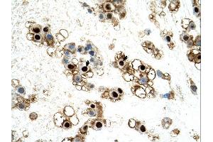 UNCX antibody was used for immunohistochemistry at a concentration of 4-8 ug/ml. (UNCX antibody  (C-Term))