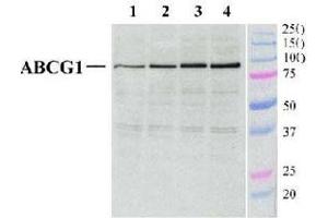 Detection of ABCG1 in mouse peritoneal macrophages (40 ug) using ABCG1 polyclonal antibody . (ABCG1 antibody  (AA 300-400))