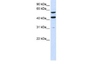 Western Blotting (WB) image for anti-phosphatidylserine Synthase 1 (PTDSS1) antibody (ABIN2459069) (PTDSS1 antibody)