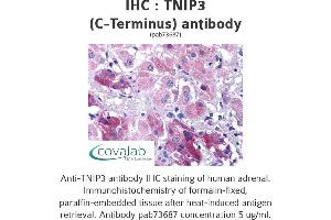 Image no. 1 for anti-TNFAIP3 Interacting Protein 3 (TNIP3) (C-Term) antibody (ABIN1740204) (TNIP3 antibody  (C-Term))
