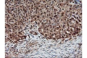 Immunohistochemistry (IHC) image for anti-Proteasome Subunit alpha 4 (PSMA4) antibody (ABIN1500458) (PSMA4 antibody)