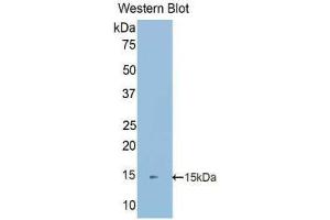 Western Blotting (WB) image for anti-S100 Calcium Binding Protein A16 (S100A16) (AA 2-103) antibody (ABIN1078501) (S100A16 antibody  (AA 2-103))