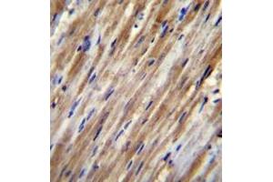 Formalin fixed and paraffin embedded human heart tissue reacted with F2RL2 Antibody (N-term) followed by peroxidase conjugation of the secondary antibody and DAB staining. (F2RL2 antibody  (N-Term))