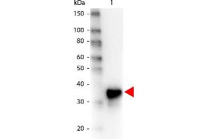 Western Blot of Peroxidase conjugated Goat anti-Pepsin antibody. (Pepsin antibody  (HRP))