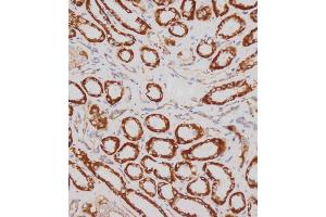 Immunohistochemical analysis of (ABIN390919 and ABIN2841122) on paraffin-embedded human kidney tissue was performed on the Leica®BOND RXm. (NDUFS4 antibody  (C-Term))