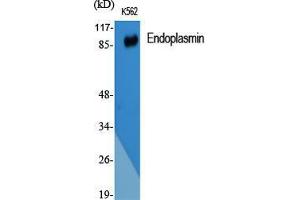 Western Blot (WB) analysis of specific cells using Endoplasmin Polyclonal Antibody. (GRP94 antibody  (C-Term))