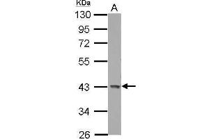 WB Image Sample (30 ug of whole cell lysate) A: U87-MG 10% SDS PAGE antibody diluted at 1:1000 (GALK1 antibody)