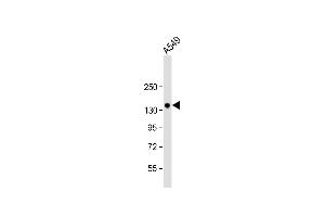 TMPRSS15 antibody  (C-Term)