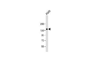 Anti-PRSS7 Antibody  at 1:1000 dilution + A549 whole cell lysate Lysates/proteins at 20 μg per lane. (TMPRSS15 antibody  (C-Term))