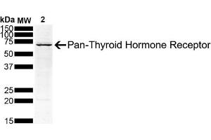 Western Blot analysis of Human Hep G2 Hepatoblastoma Cell lysate showing detection of Thyroid Hormone Receptor protein using Mouse Anti-Thyroid Hormone Receptor Monoclonal Antibody, Clone H43 (ABIN6952062). (THRA antibody  (PerCP))