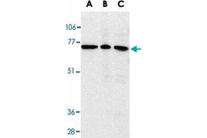 Western blot analysis of AIFM3 in K-562 cell lysate (A), rat heart (B), and mouse heart (C) tissue lysates with AIFM3 polyclonal antibody  at 1 ug/mL . (AIFM3 antibody  (AA 517-531))