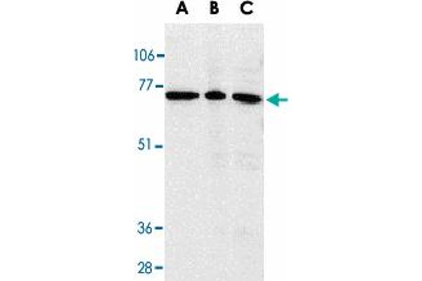 AIFM3 Antikörper  (AA 517-531)