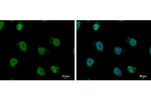 ICC/IF Image hnRNP A/B antibody detects hnRNP A/B protein at nucleus by immunofluorescent analysis. (HNRNPAB antibody)