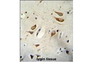 WBP2 Antibody (N-term) A immunohistochemistry analysis in formalin fixed and paraffin embedded human brain tissue followed by peroxidase conjugation of the secondary antibody and DAB staining. (WBP2 antibody  (N-Term))