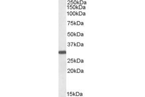 Image no. 1 for anti-Engrailed Homeobox 2 (EN2) (C-Term) antibody (ABIN374650) (EN2 antibody  (C-Term))