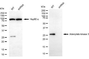 Western blotting analysis using adenylate kinase 3 antibody (ABIN7797521).